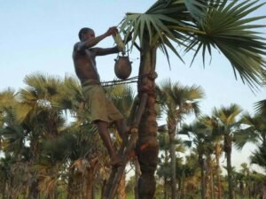 Lire la suite à propos de l’article Le rônier, un arbre qui offre son eau sans être abattu